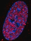 Anti-HDAC1 Antibody Upstate®, from rabbit