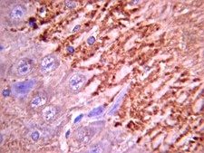 Anti-Synapsin I Antibody Chemicon®, from rabbit
