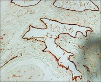 Anti-von Willebrand Factor antibody produced in rabbit IgG fraction of antiserum, buffered aqueous solution