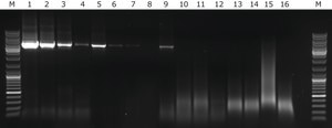 KAPA LongRange HotStart PCR Kit