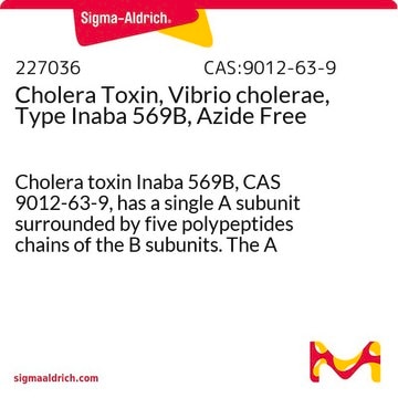 Cholera Toxin, Vibrio cholerae, Type Inaba 569B, Azide Free Cholera toxin Inaba 569B, CAS 9012-63-9, has a single A subunit surrounded by five polypeptides chains of the B subunits. The A subunit catalyzes the ADP-ribosylation of the α-subunit of G-proteins.