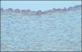 Monoclonal Anti-Chondroitin Sulfate antibody produced in mouse clone CS-56, ascites fluid