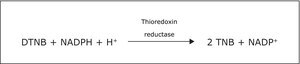 Thioredoxin Reductase Assay Kit 1 kit sufficient for 100 assays (1 mL)