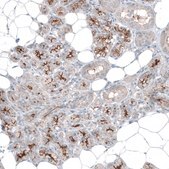 Anti-SLC6A14 antibody produced in rabbit affinity isolated antibody, buffered aqueous glycerol solution