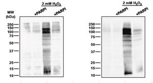 Anti-pan-ADP-ribose binding reagent from Escherichia coli