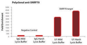 Imprint® RNA Immunoprecipitation Kit High-capacity Protein A magnetic beads for successful RNA Immunoprecipitation,suitable for use with mRNA and microRNA