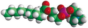 12:0 Lyso PC 1-lauroyl-2-hydroxy-sn-glycero-3-phosphocholine, powder