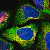 Anti-RTN4 antibody produced in rabbit Prestige Antibodies® Powered by Atlas Antibodies, affinity isolated antibody, buffered aqueous glycerol solution
