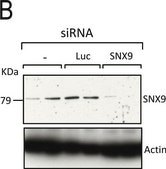 Anti-β-Actin−Peroxidase antibody, Mouse monoclonal clone AC-15, purified from hybridoma cell culture
