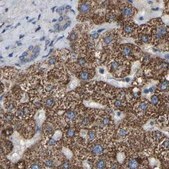 Anti-GCC1 antibody produced in rabbit Prestige Antibodies® Powered by Atlas Antibodies, affinity isolated antibody, buffered aqueous glycerol solution