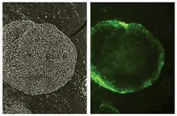 Anti-Stage-Specific Embryonic Antigen-1 Antibody, clone MC-480 clone MC-480, Chemicon®, from mouse
