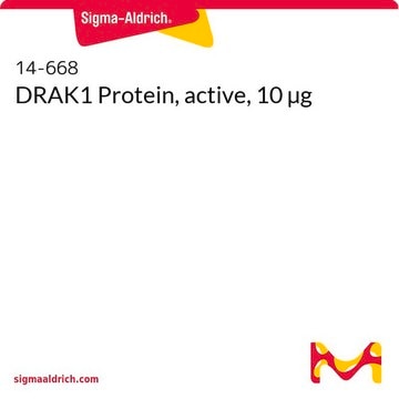 DRAK1 Protein, active, 10 µg