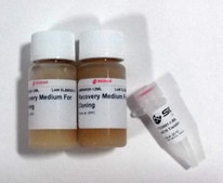 XLDNA SIG10 Electrocompetent cells for BAC &amp; cosmid cloning