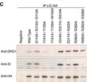 Anti-Dynein Antibody, 74 kDa Intermediate chains, cytoplasmic, clone 74.1 clone 74.1, Chemicon®, from mouse