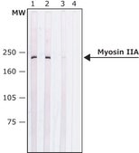 Anti-Myosin IIA, non muscle antibody produced in rabbit affinity isolated antibody, buffered aqueous solution