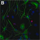 Monoclonal Anti-MAP2 antibody produced in mouse ascites fluid, clone HM-2