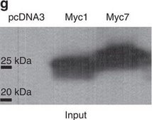 Anti-c-Myc antibody produced in rabbit ~0.5 mg/mL, affinity isolated antibody, buffered aqueous solution