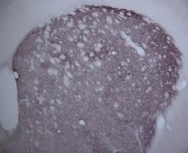Anti-Dopamine D2 Receptor Antibody Chemicon®, from rabbit