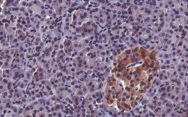 Anti-FcγRIIb/c Antibody, clone 4F5 clone 4F5, from mouse