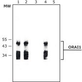 Anti-ORAI1 antibody produced in rabbit ~1.0 mg/mL, affinity isolated antibody, buffered aqueous solution