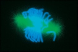 Anti-Mouse IgG (whole molecule)–FITC antibody produced in goat affinity isolated antibody, buffered aqueous solution