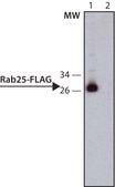 ANTI-FLAG® antibody, Rat monoclonal clone 6F7, purified from hybridoma cell culture