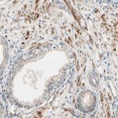 Anti-NDFIP1 antibody produced in rabbit Prestige Antibodies® Powered by Atlas Antibodies, affinity isolated antibody, buffered aqueous glycerol solution