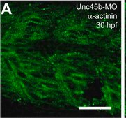 Monoclonal Anti-α-Actinin (Sarcomeric) antibody produced in mouse clone EA-53, ascites fluid
