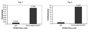 Anticuerpo anti-monometil-histona H3 (Lys27) Upstate®, from rabbit