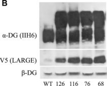 Anti-α-Dystroglycan Antibody, clone IIH6C4 ascites fluid, clone IIH6C4, Upstate®