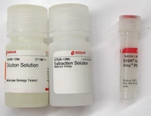SYBR® Green Extract-N-Amp™ Plant PCR Kit sufficient for 100 preparations