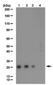 Anti-Ubiquityl Histone H2A.X (Lys119) Antibody serum, from rabbit