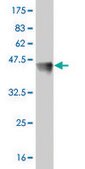 Monoclonal Anti-FOSL2 antibody produced in mouse clone 2B4-1C2, purified immunoglobulin, buffered aqueous solution