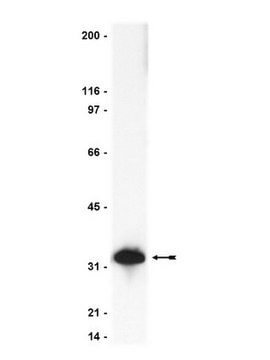 Anti-Caspase 3 Antibody Upstate®, from rabbit