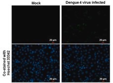 Anti-NS3 antibody produced in rabbit affinity isolated antibody, buffered aqueous solution