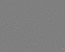 Huh-7D 12 Cell Line human NOTE: Both the cell line and DNA from the cell line may be available for this product. Please choose -1VL or VIAL for cells, or -DNA-5UG for DNA. 01042712, human liver, Epithelial