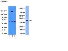 ChIPAb+ NFκB p65 (RelA) - ChIP Validated Antibody and Primer Set from mouse