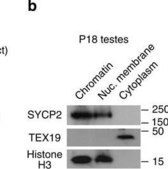 Anti-Histone H3 Antibody, clone 6.6.2 clone 6.6.2, Upstate®, from mouse