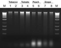 Plant/Fungi DNA Isolation Kit sufficient for 50 purifications