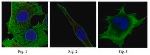 Anti-SOD1 Antibody, clone 6F5 ascites fluid, clone 6F5, from mouse