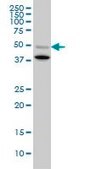 Monoclonal Anti-BMP7 antibody produced in mouse clone S52, purified immunoglobulin, buffered aqueous solution