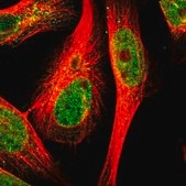 Anti-TEX261 antibody produced in rabbit Prestige Antibodies® Powered by Atlas Antibodies, affinity isolated antibody, buffered aqueous glycerol solution