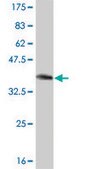 Monoclonal Anti-PTEN antibody produced in mouse clone 2G9, purified immunoglobulin, buffered aqueous solution