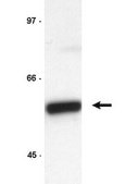 Anti-Cyclin B1 Antibody, clone GNS3 (8A5D12) clone GNS3 (8A5D12), Upstate®, from mouse
