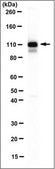 Anti-Filamin A Antibody, clone TI10, Ascites Free clone TI10, 1 mg/mL, from mouse