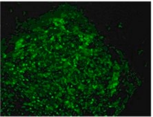 Anti-TRA-1-60 Antibody, clone TRA-1-60, FITC conjugate clone TRA-1-60, from mouse, FITC conjugate
