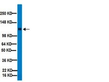 Anti-Integrin β1 Antibody, clone MB1.2 clone MB1.2, Chemicon®, from rat