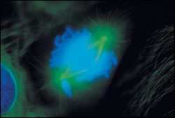 Anti-Mouse IgG (whole molecule)–FITC antibody produced in goat affinity isolated antibody, buffered aqueous solution