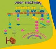 Vascular Endothelial Growth Factor human VEGF, recombinant, expressed in E. coli, powder, suitable for cell culture