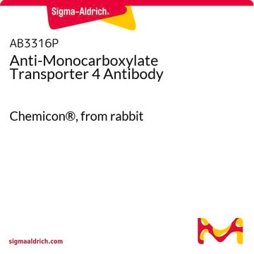 Anti-Monocarboxylate Transporter 4 Antibody Chemicon®, from rabbit